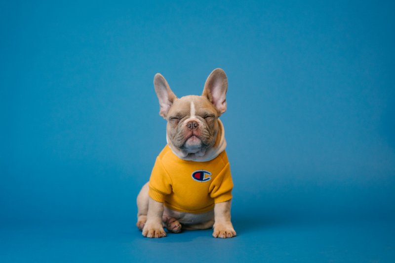 Puppy Wearing a Shirt