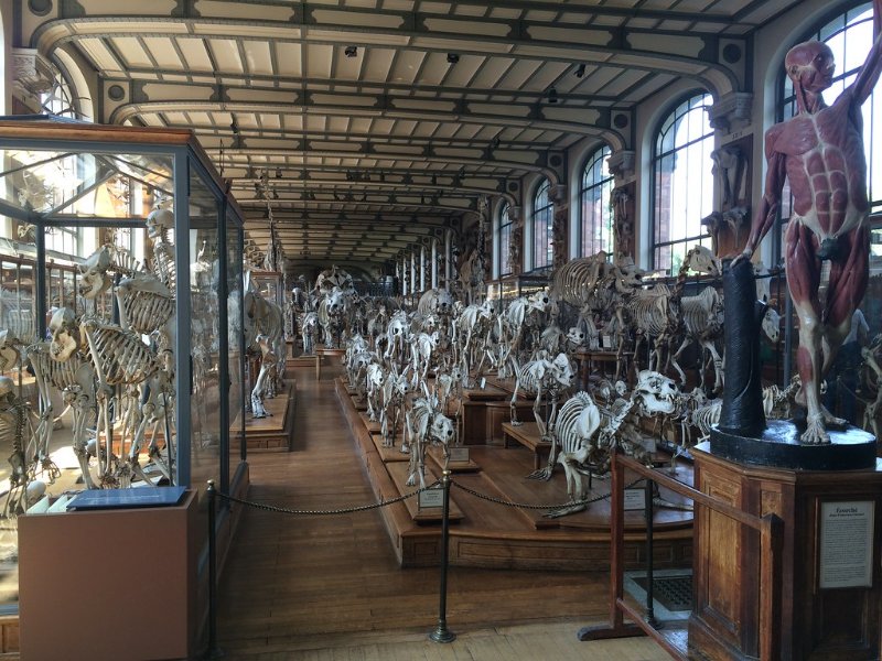 Gallery of Paleontology and Comparative Anatomy Exhibit