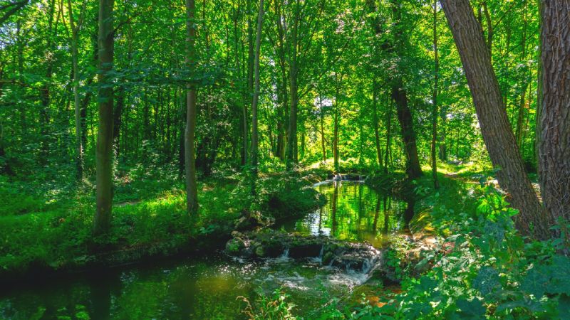 Bois de Boulogne