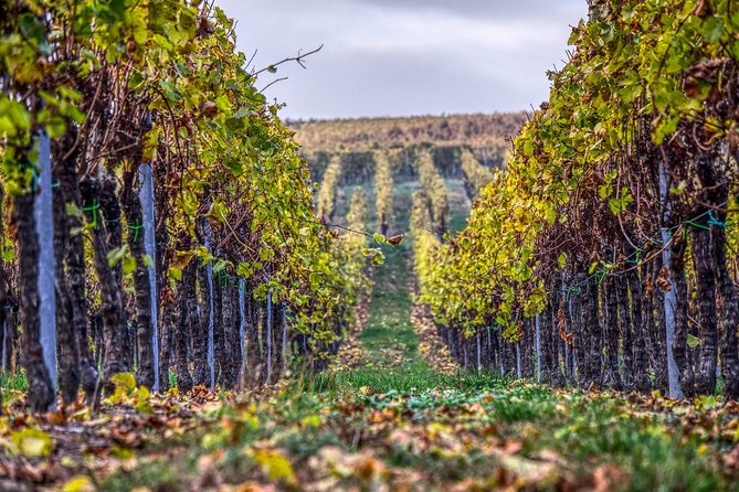 Luxury private day tour to Champagne from Paris with a gorgeous view of the vineyard