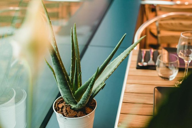 Italian dinner on the river Seine with a refreshing plant on the boat.