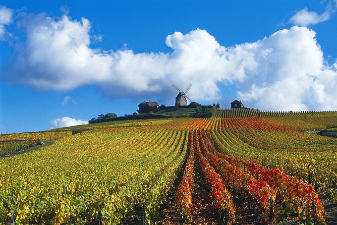 Private Reims Champagne with Minivan with a vibrant view of the vineyard