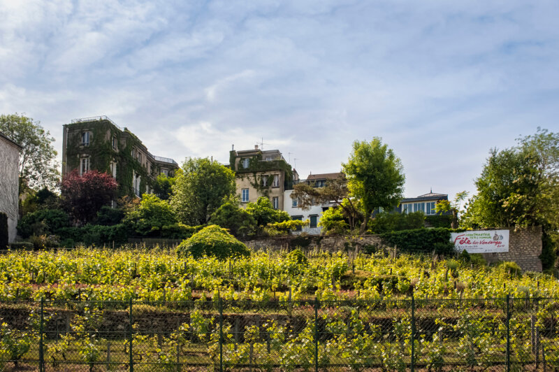 View of Clos Montmartre, the oldest vineyard in Paris