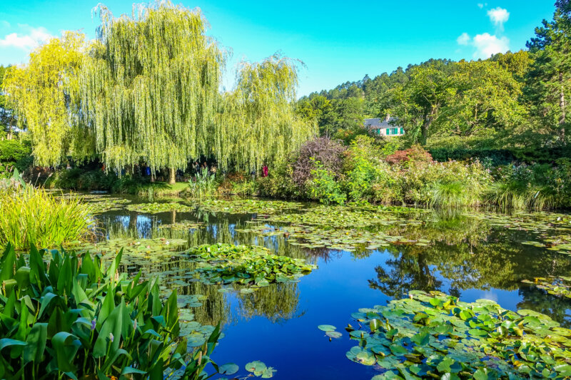 Water lillies, weeping willow trees, reflections at Monet's Gardens in France