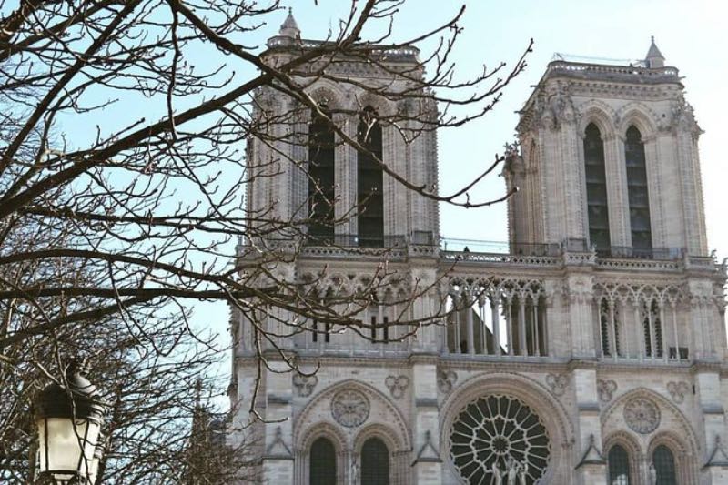 a tree branch and the Notre Dame Cathedral in Paris