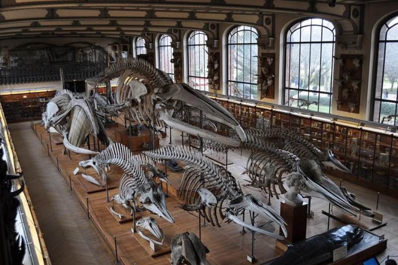 dinosaur remains displayed in the natural history museum paris