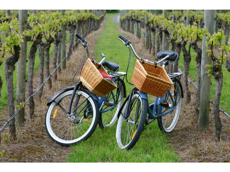 Bikes in vineyard