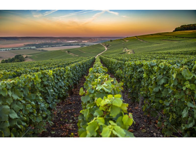 Champagne region in France