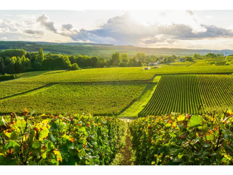 Row vine grape in champagne vineyards at Montagne de Reims