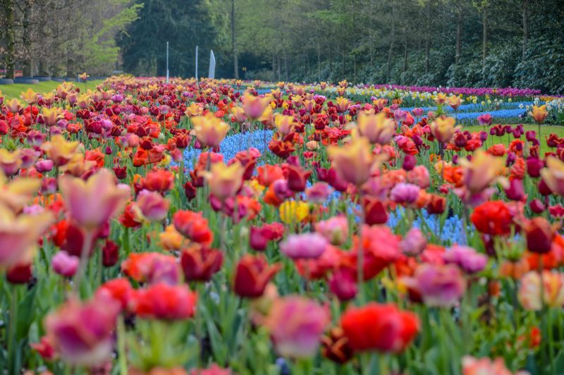 Parc Floral