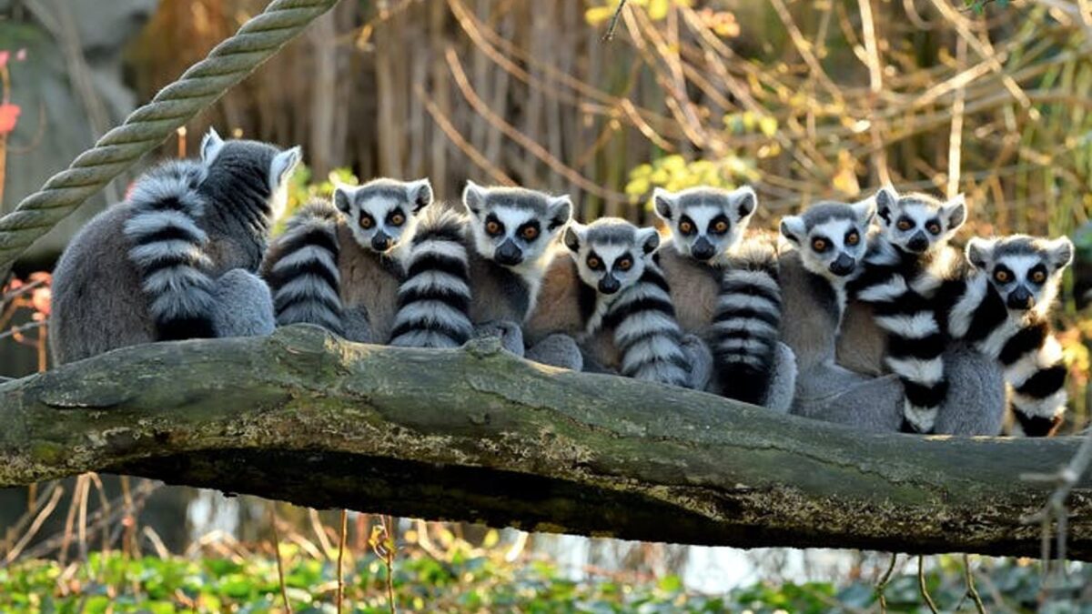 Paris Zoological Park tickets Review