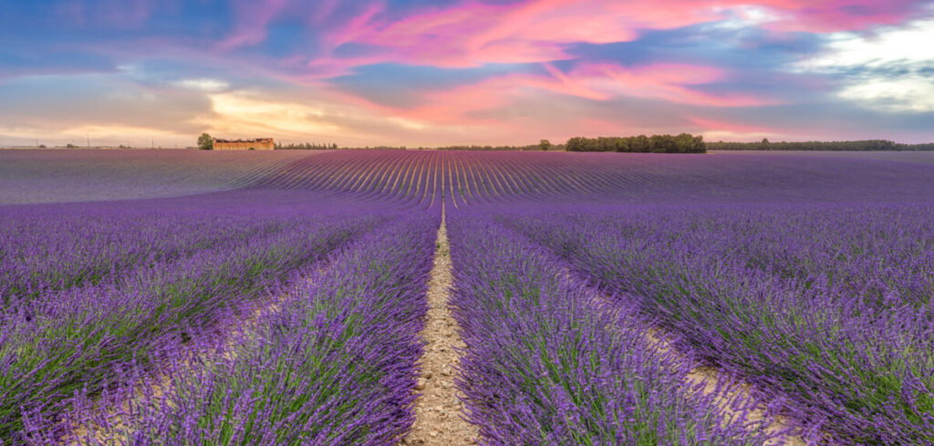 Experience the breathtaking beauty of Provence's lavender fields in full bloom.