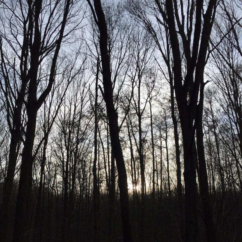 Forêt de Meudon trees and foliage