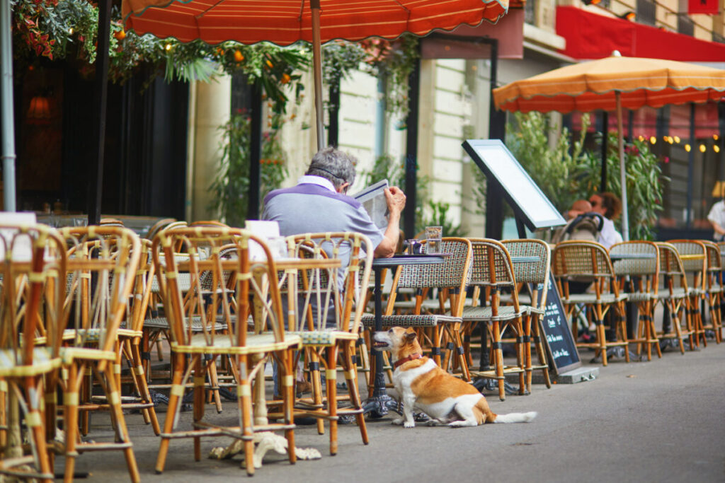 Man reads at an outdoor café under orange umbrellas with a small dog sitting beside him. The scene is warm and inviting, with rows of empty chairs.