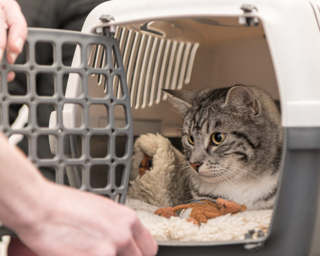 Tabby cat lies in a pet carrier lined with a soft blanket and a toy