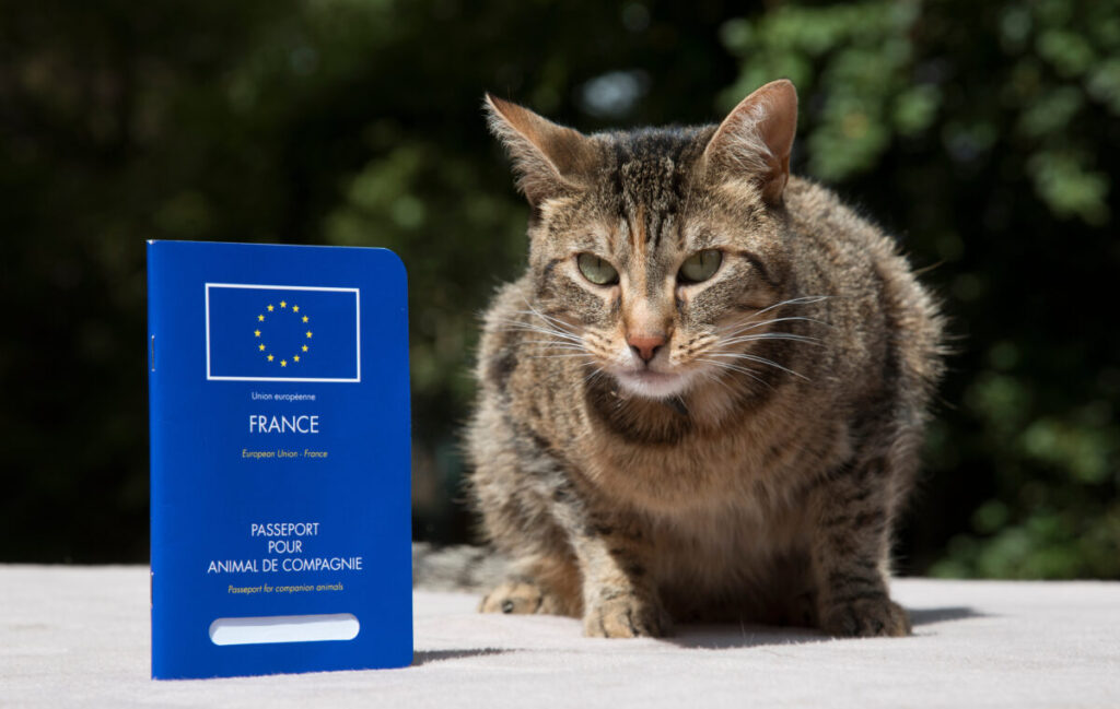 Tabby cat sits on a light surface outdoors beside a blue EU pet passport from France.