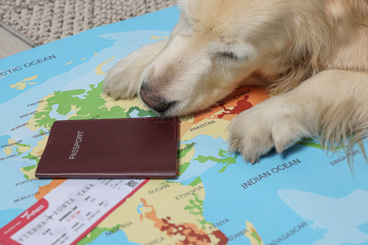 Golden retriever rests on a world map with a passport and flight tickets nearby