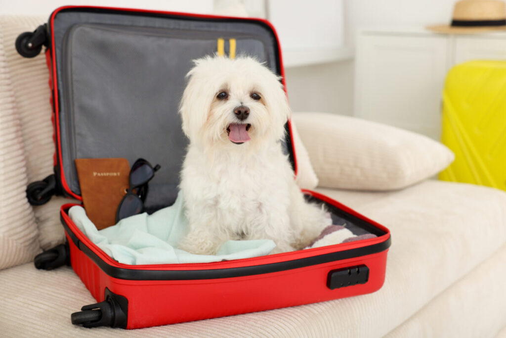 Maltese dog sits happily in an open red suitcase on a beige sofa
