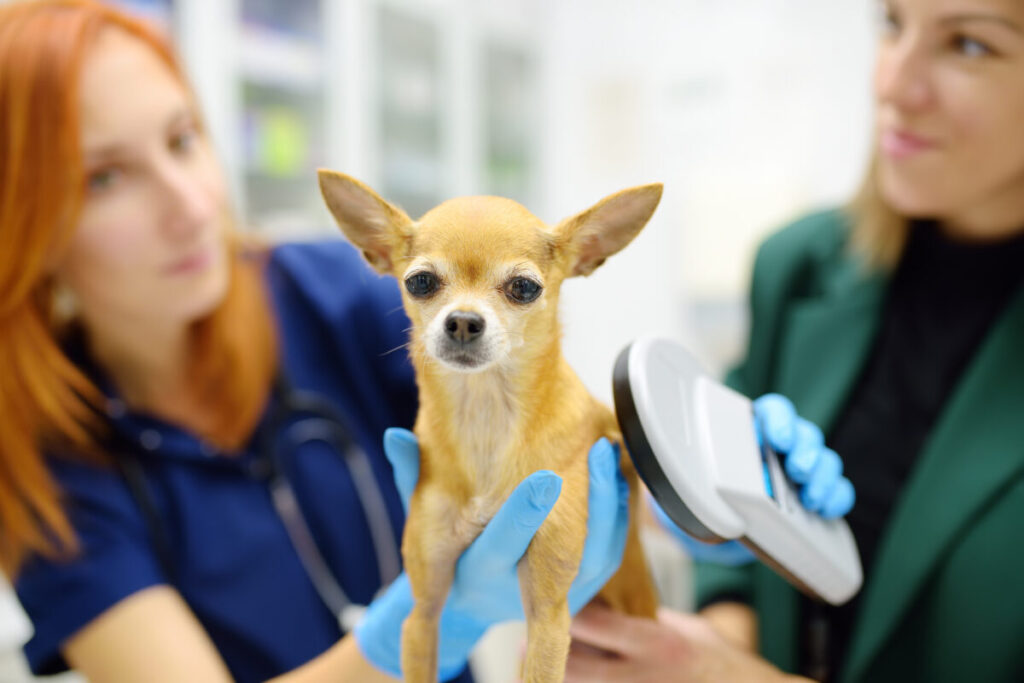 Small Chihuahua is held gently by a a vet scanning for a microchip with a device