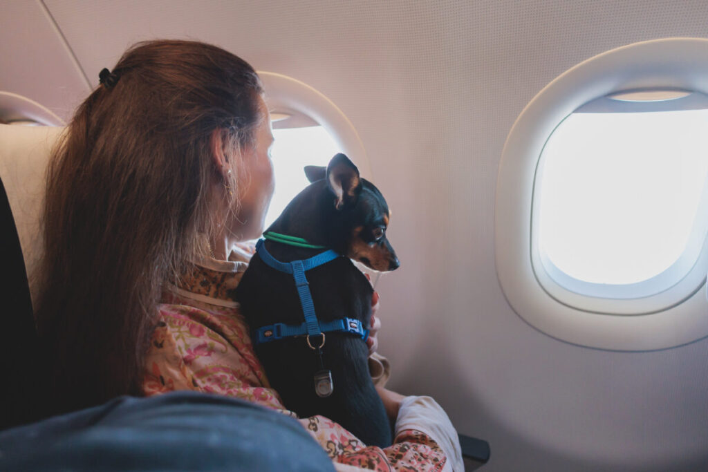 Woman with long hair sits in an airplane seat by the window, holding a small dog in a blue harness