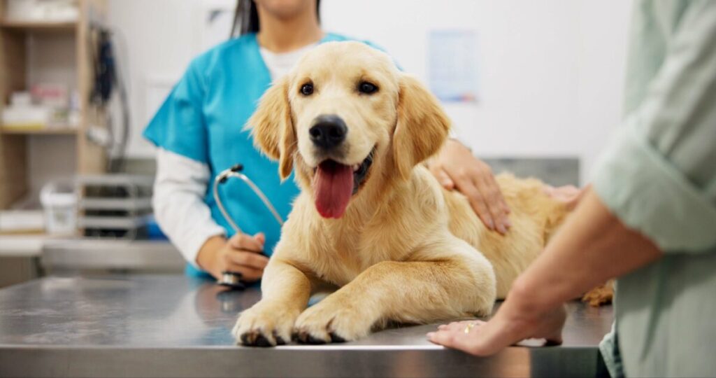 Golden retriever sitting on a table at the vet clinic, being examined by a friendly veterinarian.