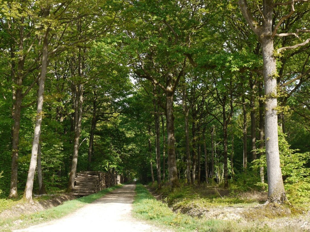 Lush greenery of the Forest of Rambouillet in Paris, featuring tall trees and a serene natural landscape.