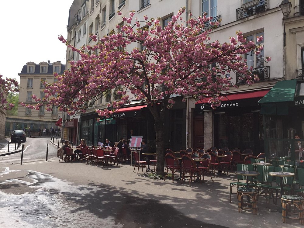 Blooming pink-flowered tree near Le Petit Café Paris, adding beauty to the café's outdoor setting.