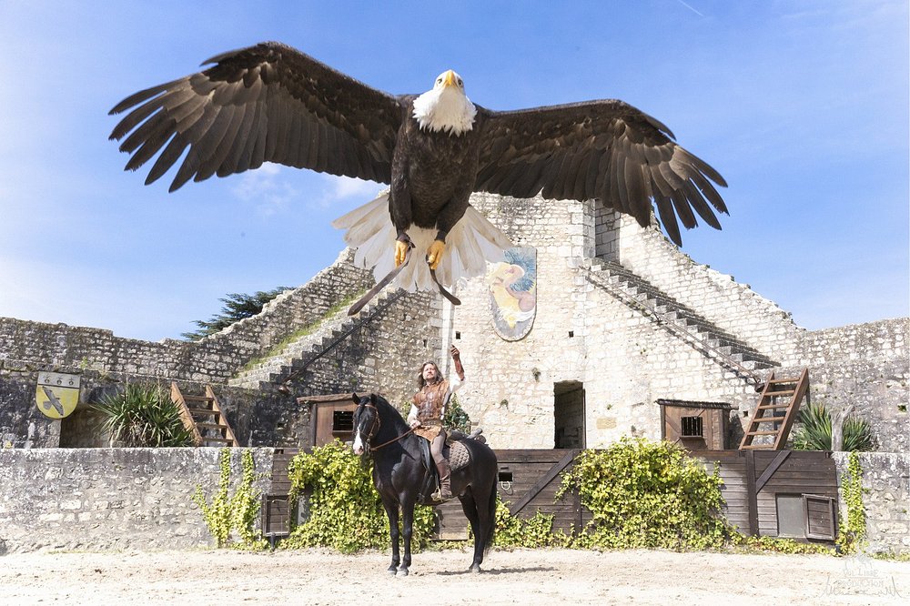 Man on a horse with an eagle soaring above, showcasing the Les Aigles des Remparts event in Provins.
