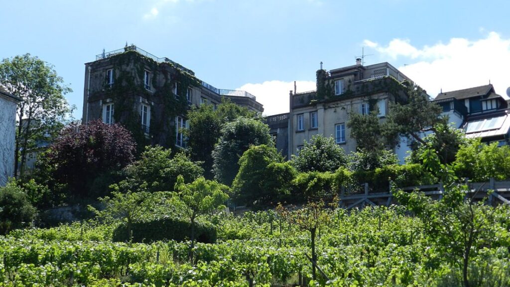 Vineyard in Montmartre, Paris, France