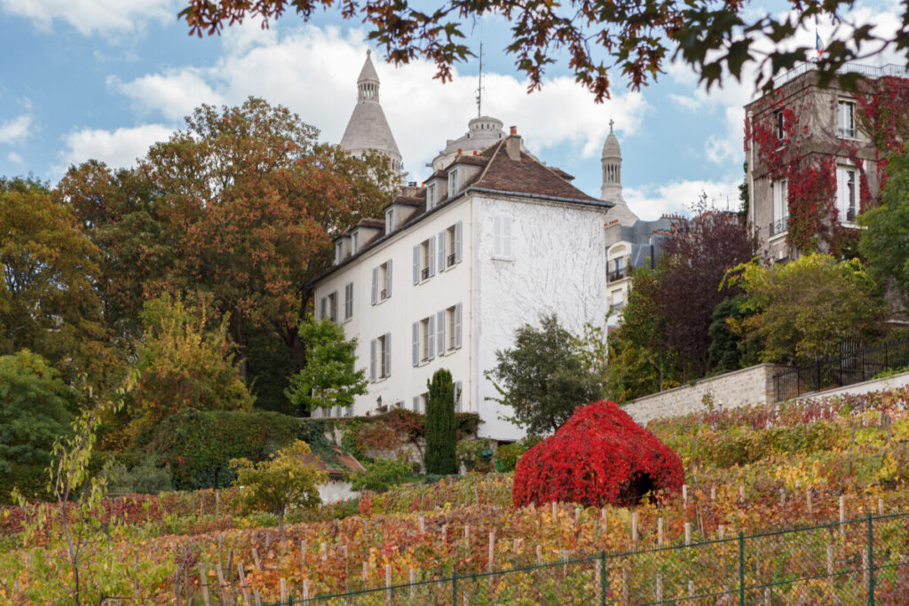 Vineyards of Montmartre and autumn foliage in Paris, France