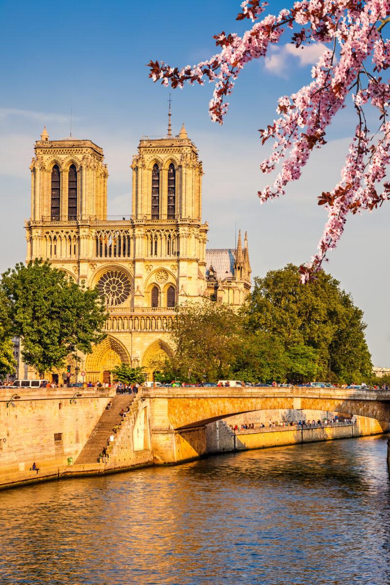 Notre-Dame Cathedral in warm sunlight on a picturesque day. Cherry blossoms frame the scene, casting a serene mood by the Seine River.