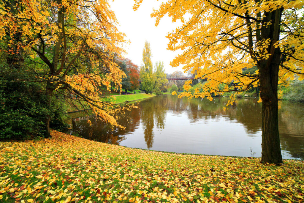 Golden Ginkgo biloba leaves in autumn at Buttes Chaumont Park, Paris, showcasing the beauty of the season.
