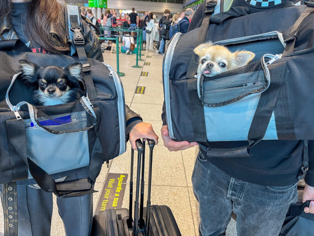 Two small dogs peek out from travel bags held by people at an airport. Each person holds a suitcase, and a queue of travelers is visible in the background.