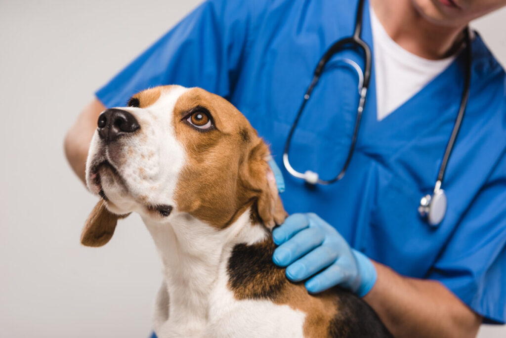 Beagle with an attentive expression is examined by a veterinarian during a vet clinic