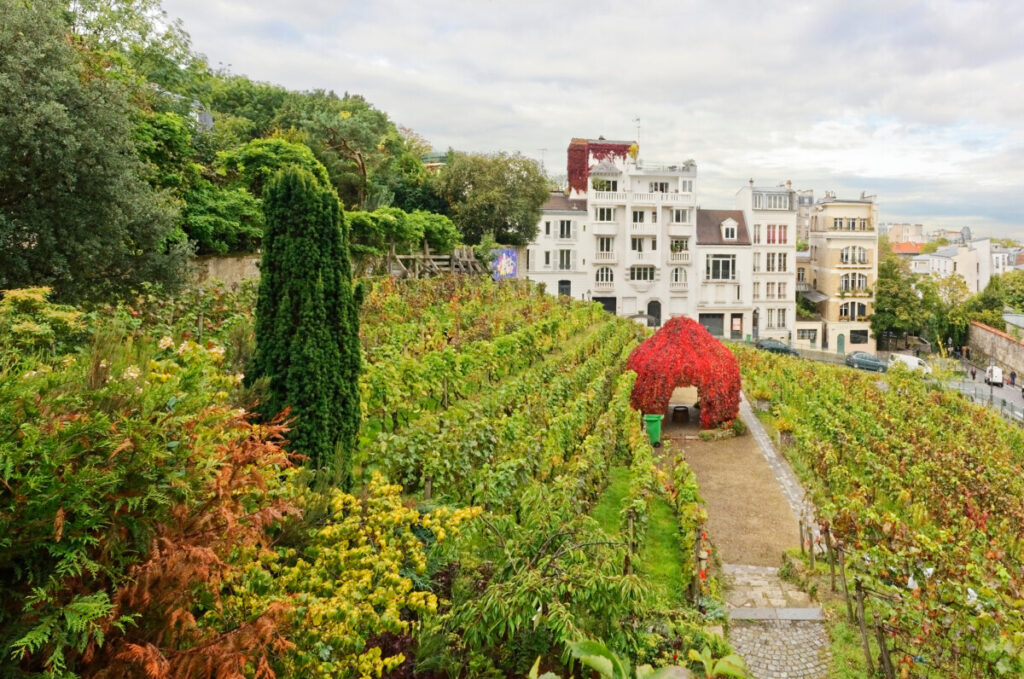 Vignes de Montmartre vineyard in Montmartre, Paris